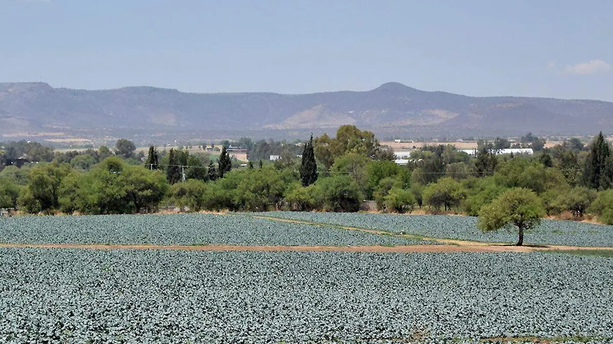 Campo de cultivo